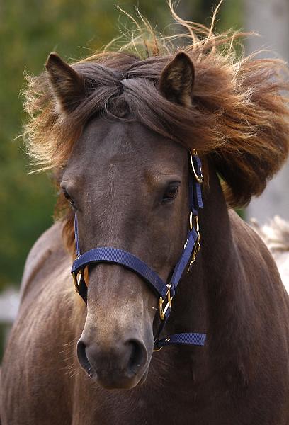 Elding von Heidmoor b.jpg